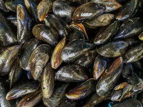 Microplásticos podem contaminar mexilhões consumidos por humanos, aponta estudo