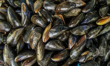 Microplásticos podem contaminar mexilhões consumidos por humanos, aponta estudo