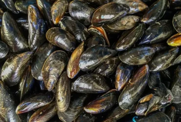 Microplásticos podem contaminar mexilhões consumidos por humanos, aponta estudo