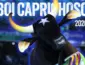 Festival de Parintins 2026: Caprichoso conquista o título após três noites de disputa