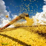 Grãos: produção brasileira pode chegar a recorde em 2025/26