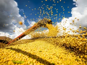 Grãos: produção brasileira pode chegar a recorde em 2025/26