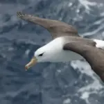 Albatrozes enfrentam ameaça da pesca e exigem mudanças em alto-mar