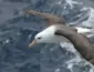 Albatrozes enfrentam ameaça da pesca e exigem mudanças em alto-mar