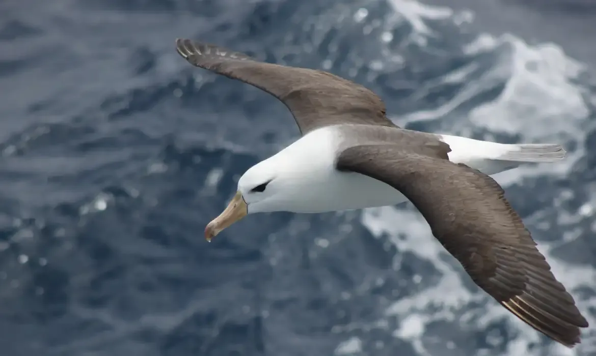 Albatrozes enfrentam ameaça da pesca e exigem mudanças em alto-mar