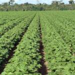 Super El Niño pode reduzir produtividade agrícola, mas manejo adequado pode transformar desafio em oportunidade em Mato Grosso