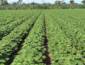 Super El Niño pode reduzir produtividade agrícola, mas manejo adequado pode transformar desafio em oportunidade em Mato Grosso