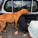 Operação resgata quatro cães e prende dois suspeitos por maus-tratos a animais em Mato Grosso