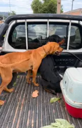 Maus-tratos a animais em Barra do Garças: PM resgata cães e prende suspeitos