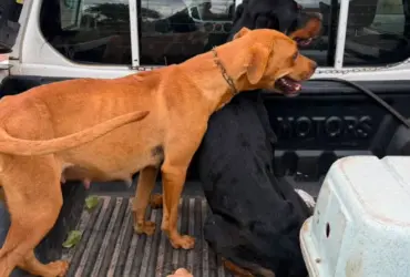 Maus-tratos a animais em Barra do Garças: PM resgata cães e prende suspeitos