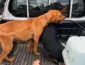 Operação resgata quatro cães e prende dois suspeitos por maus-tratos a animais em Mato Grosso
