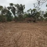 Destruição no Pantanal gera multa de R$ 129 mil em cidade de MT; veja o que a PM encontrou