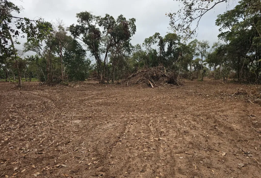 Destruição no Pantanal gera multa de R$ 129 mil em cidade de MT; veja o que a PM encontrou