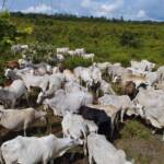 Boi de Mato Grosso reage mais que em São Paulo e arroba bate R$ 340 em Lucas do Rio Verde, Cáceres e Tangará