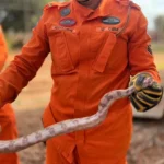 Susto em posto: Jiboia de 1,5m ‘pega carona’ até Lucas do Rio Verde