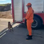 Bombeiros capturam pitbull solto que atacava cães em via pública em Rondonópolis
