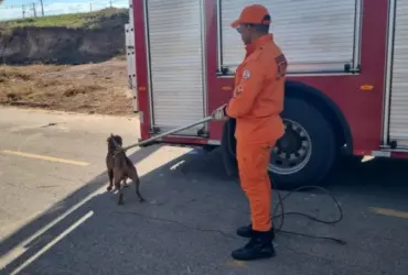 Pitbull solto em via pública é capturado por bombeiros em Rondonópolis