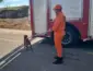 Bombeiros capturam pitbull solto que atacava cães em via pública em Rondonópolis