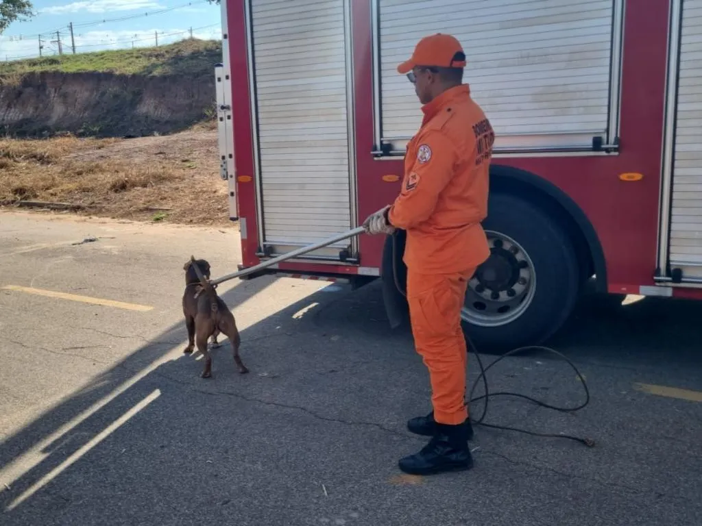 Bombeiros capturam pitbull solto que atacava cães em via pública em Rondonópolis