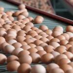 Produção de ovos recua no início de 2026 e preços sobem no mercado interno