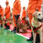 Etapa Centro-Oeste aprova 18 cães para missões de busca e resgate em todo o país