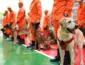 Etapa Centro-Oeste aprova 18 cães para missões de busca e resgate em todo o país
