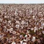 Chuvas e frio úmido atrasam início da colheita do algodão em Mato Grosso e acendem alerta para qualidade da fibra