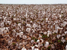 Chuvas e frio úmido atrasam início da colheita do algodão em Mato Grosso e acendem alerta para qualidade da fibra