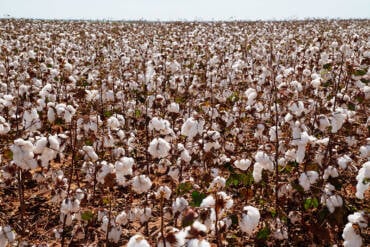 Chuvas e frio úmido atrasam início da colheita do algodão em Mato Grosso e acendem alerta para qualidade da fibra