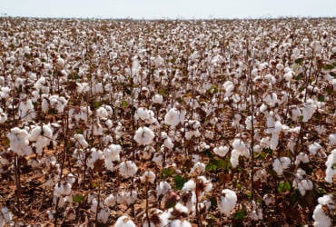 Chuvas e frio úmido atrasam início da colheita do algodão em Mato Grosso e acendem alerta para qualidade da fibra