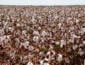Chuvas e frio úmido atrasam início da colheita do algodão em Mato Grosso e acendem alerta para qualidade da fibra