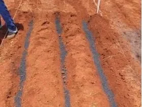 Fertilizante sustentável transforma cinza vegetal em solução agrícola