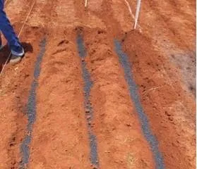 Fertilizante sustentável transforma cinza vegetal em solução agrícola