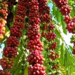 Cafeicultura de Colniza bate recorde de produtividade com apoio da Empaer