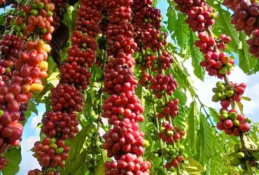 Cafeicultura de Colniza bate recorde de produtividade com apoio da Empaer
