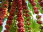 Cafeicultura de Colniza bate recorde de produtividade com apoio da Empaer