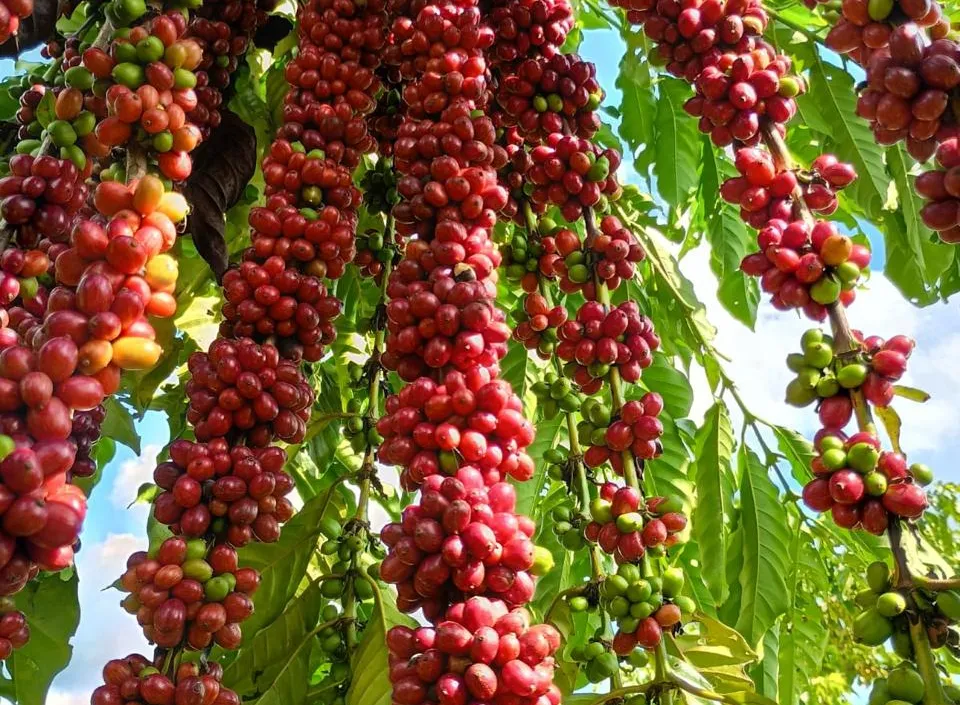 Cafeicultura de Colniza bate recorde de produtividade com apoio da Empaer
