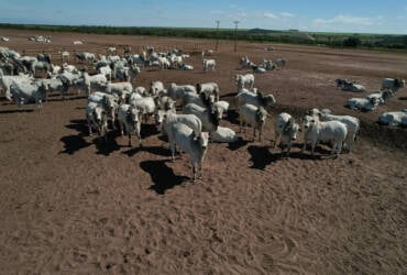 Comissão de Pecuária de Corte da Famato reforça prazo final para atualização de rebanho