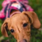 Comissão de Títulos e Honrarias aprova projeto que reconhece Associação SOS Animais de Rua como entidade de utilidade pública
