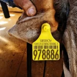 Rastreabilidade bovina obrigatória até 2032 domina debates na Conferência Nacional de Defesa Agropecuária em Cuiabá