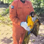 Bombeiros resgatam arara-canindé ferida em quintal de residência em Campo Verde