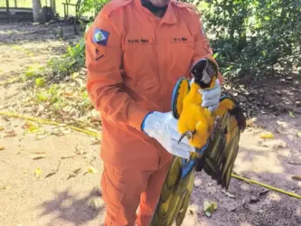 Arara-canindé é resgatada após cair em quintal de residência em Campo Verde