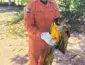 Bombeiros resgatam arara-canindé ferida em quintal de residência em Campo Verde