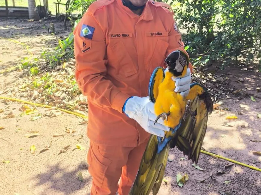 Arara-canindé é resgatada após cair em quintal de residência em Campo Verde