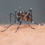 Dengue volta a preocupar em Lucas do Rio Verde e vereador alerta para aumento de internações