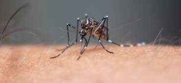 Dengue volta a preocupar em Lucas do Rio Verde e vereador alerta para aumento de internações