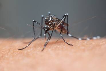 Dengue volta a preocupar em Lucas do Rio Verde e vereador alerta para aumento de internações
