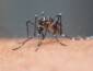 Dengue volta a preocupar em Lucas do Rio Verde e vereador alerta para aumento de internações