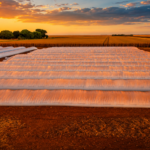 Déficit de armazenagem em Mato Grosso impulsiona uso de silo bolsa para estocar milho nas propriedades