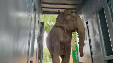 Após mais de 30 anos em cativeiro, elefanta Baby está a caminho de Mato Grosso para recomeçar a vida